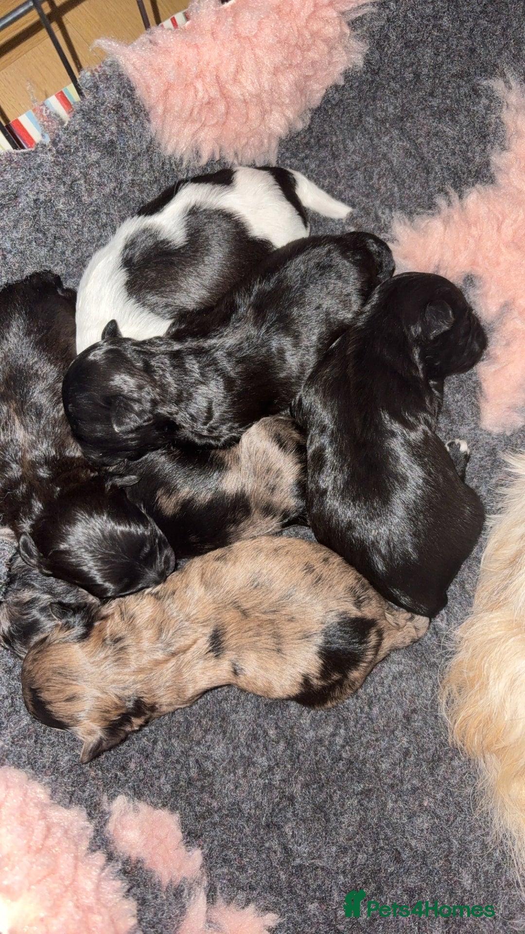 Lhasapoo dogs for sale: 9 stunning lhasapoo’s  - Image 1