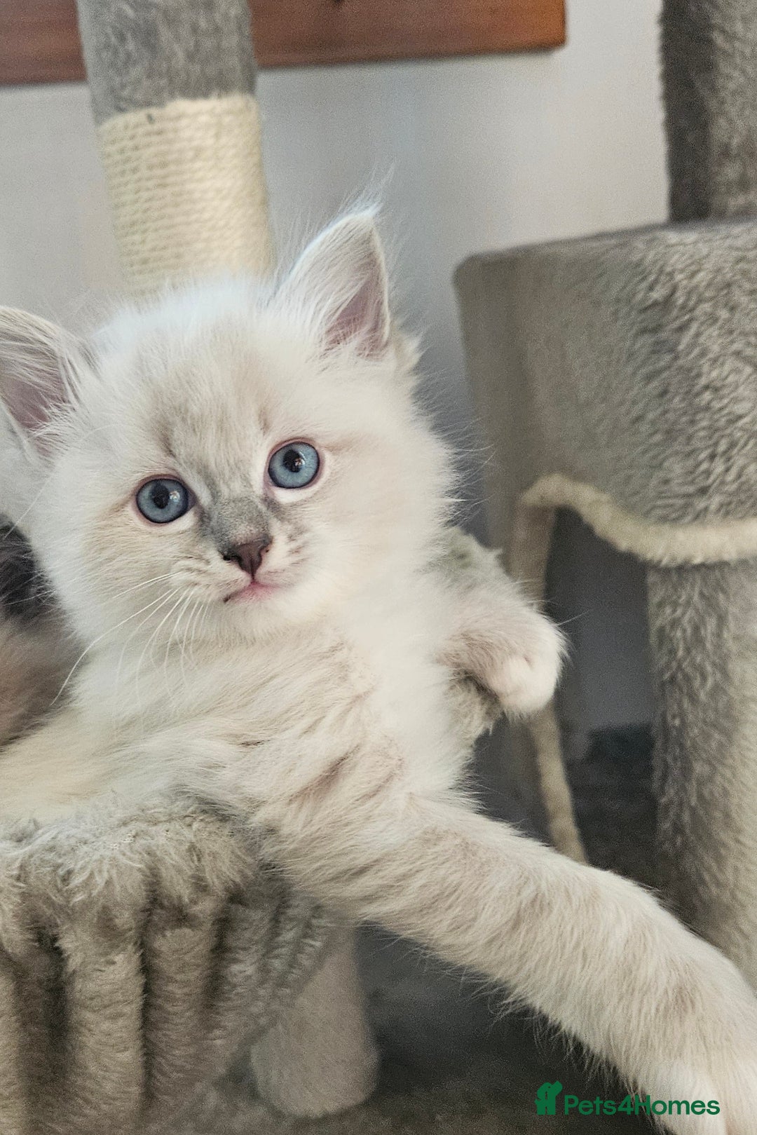 Ragdoll cats for sale: Ragdoll lynx kittens  - Advert 1
