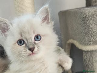 Ragdoll cats Ragdoll lynx kittens - Advert 3