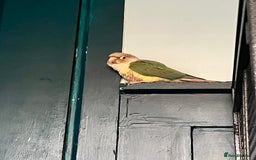Conures birds for sale: Green x peach connure female 8 months old  - Image 3