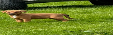 Mixed Breed Puppy 3
