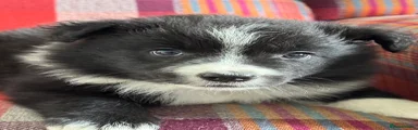 Border Collie 4