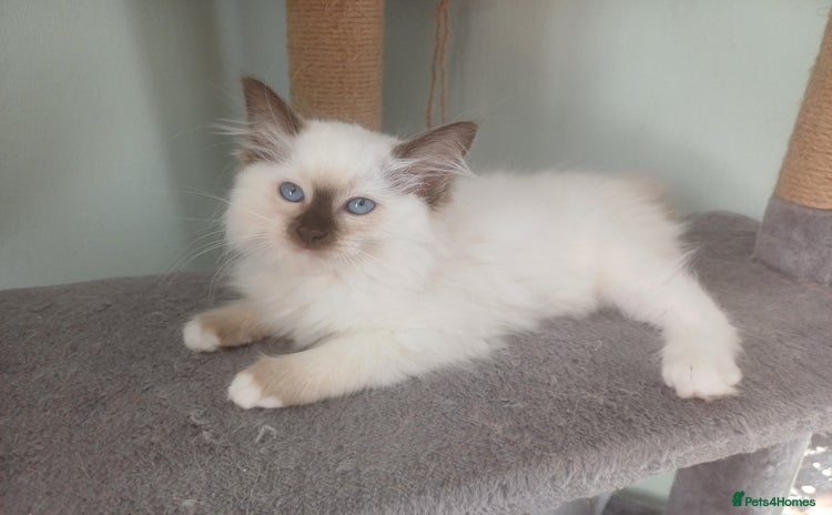 Ragdoll cats - Advert 14