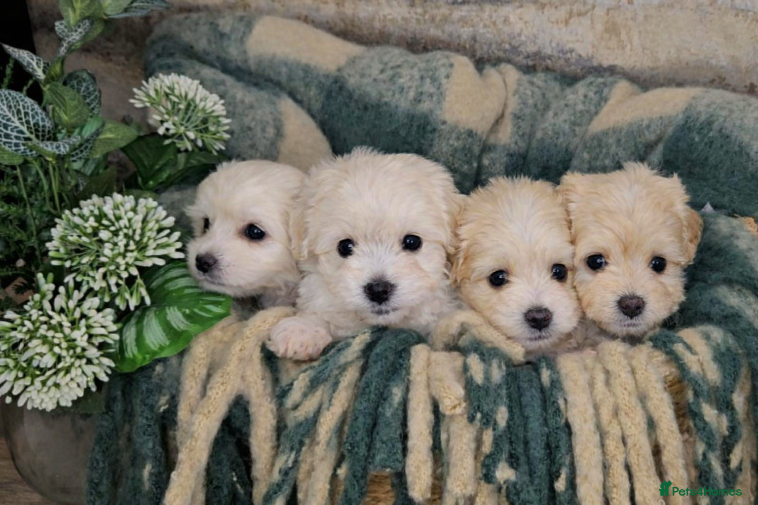 Maltipoo dogs Exceptional TINY toy🧸 Japanese X Asian Maltipoos - Advert 6