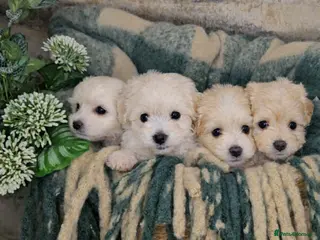 Maltipoo dogs Exceptional TINY toy🧸 Japanese X Asian Maltipoos - Advert 10