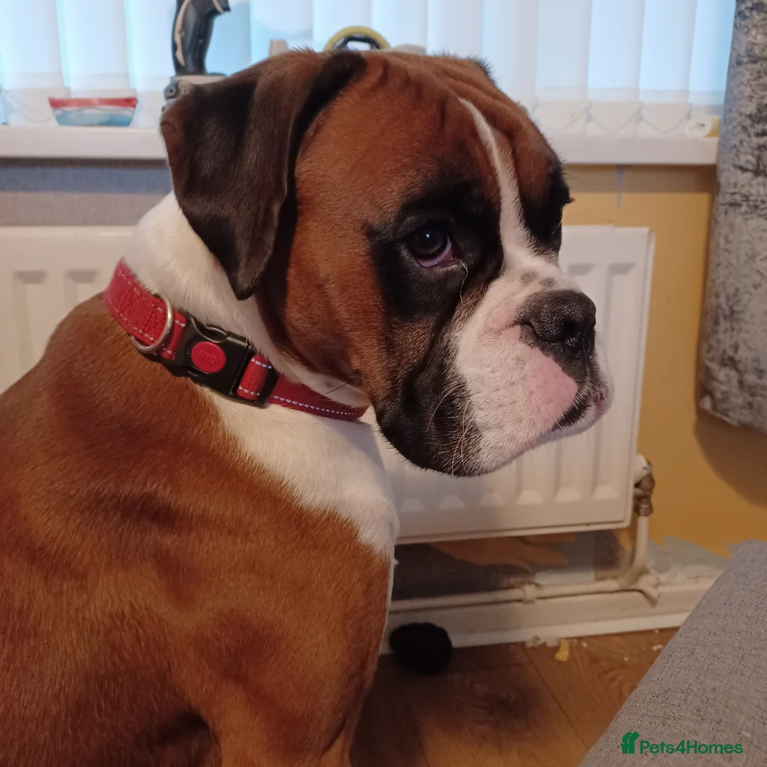 Boxer dogs for stud: Boris the boxer for stud - Advert 2