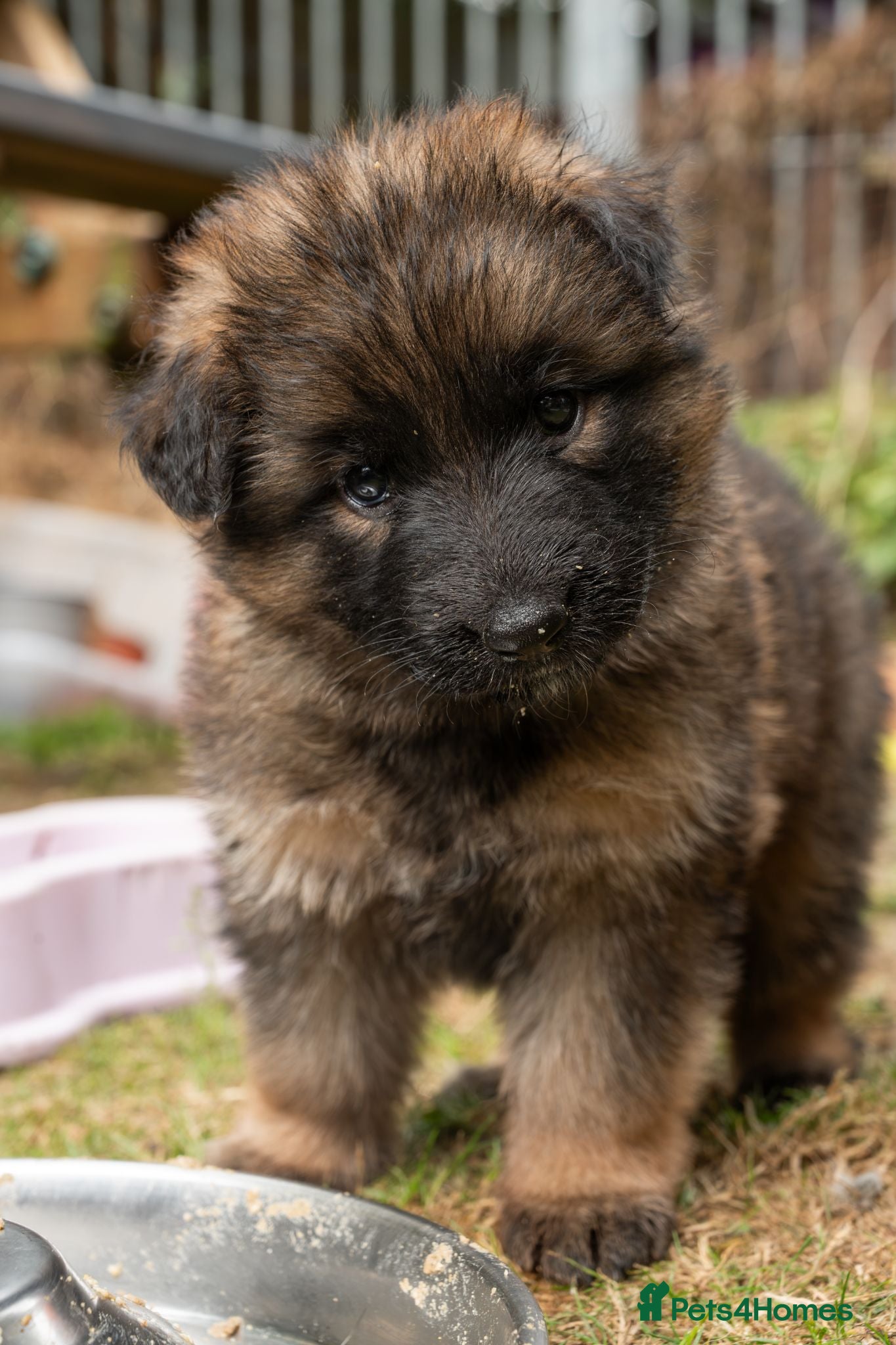 German Shepherd dogs KC Fantastic long coat German Shepherd's  - Advert 2