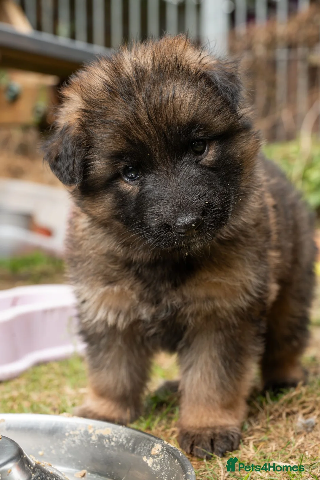 German Shepherd dogs for sale: KC Fantastic long coat German Shepherd's  - Advert 2