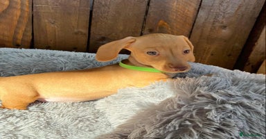 Miniature Dachshund dogs - Advert 6