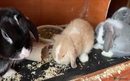 Mini Lop rabbits for sale: NOW RESERVED Stunning Mini lops 8 weeks old in Coalville - Image 7
