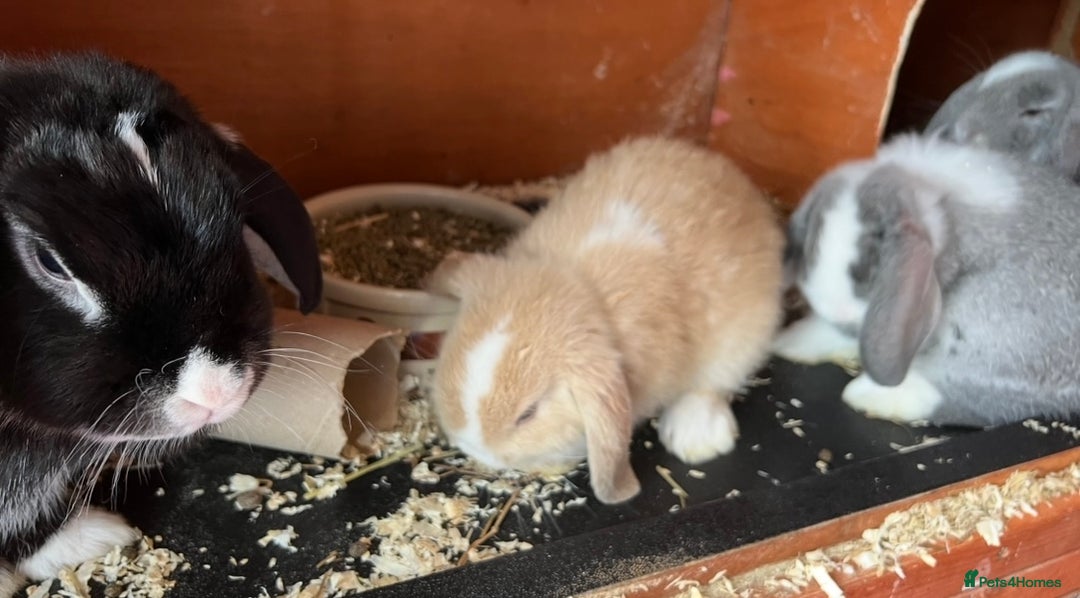 Mini Lop rabbits for sale: NOW RESERVED Stunning Mini lops 8 weeks old in Coalville - Image 7