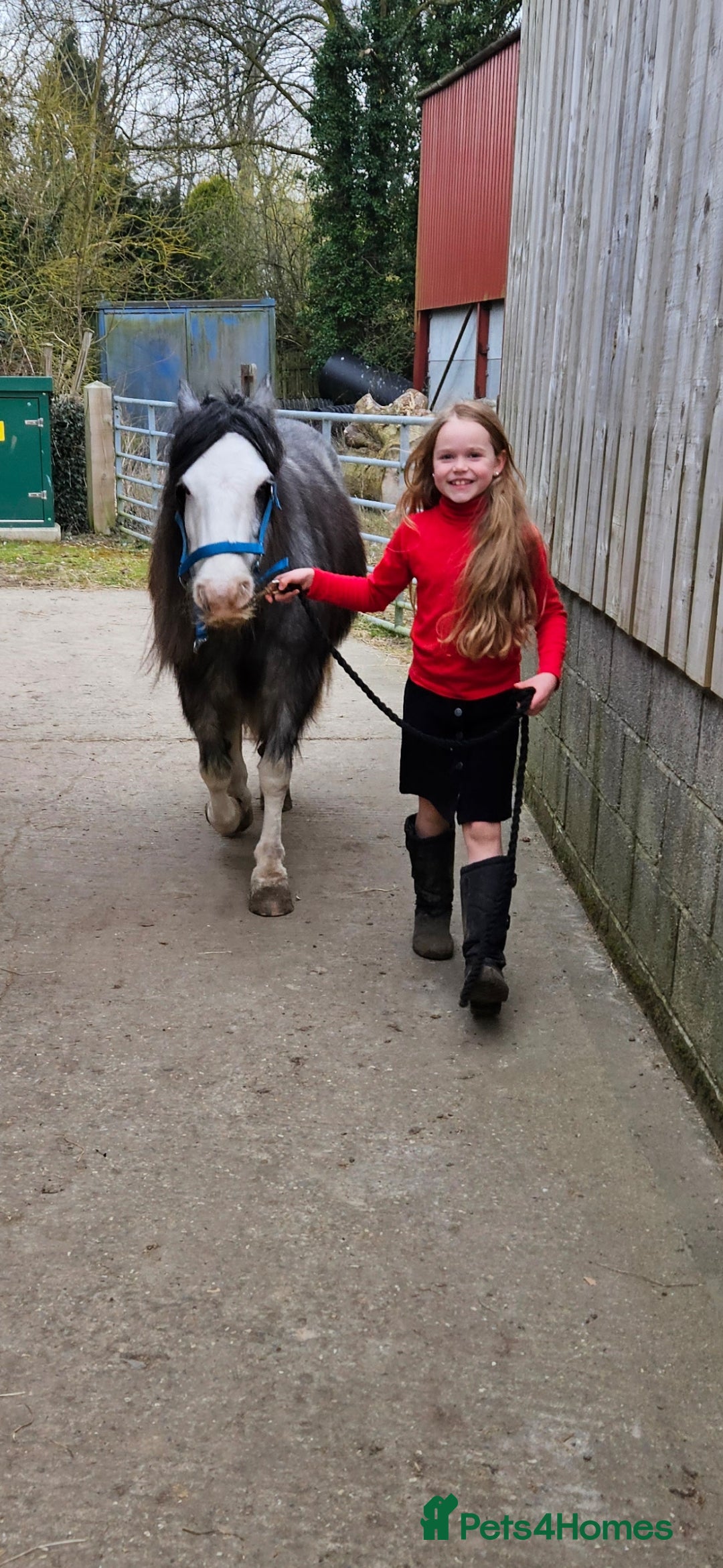 Irish Cob horses for sale: 12hh Pony for sale - Image 2
