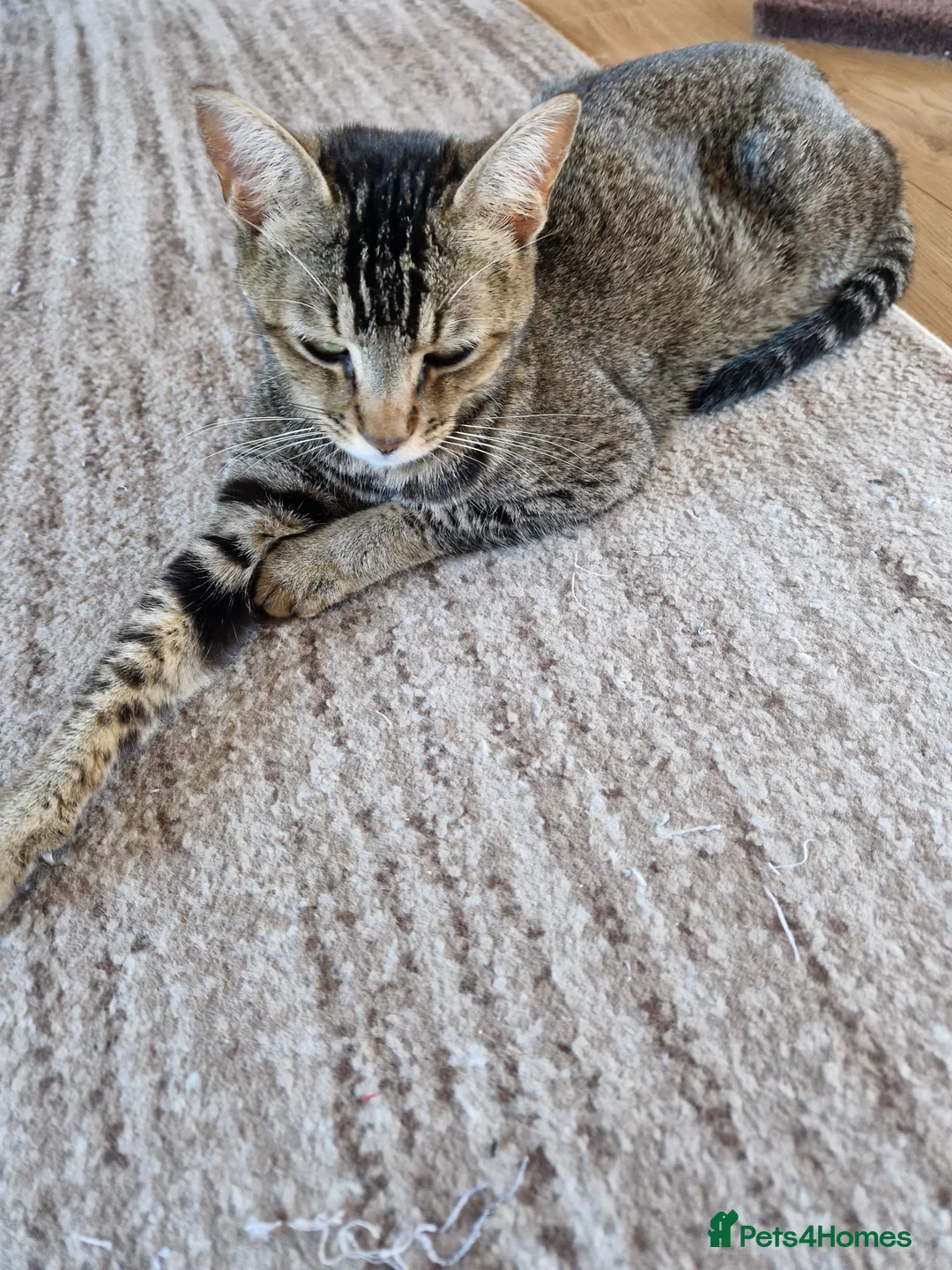 Domestic Shorthair cats for sale: Beautiful Domestic Shorthair Male Kitten - Advert 2