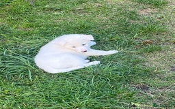 Siberian Husky dogs for sale: Siberian husky puppies  - Image 4
