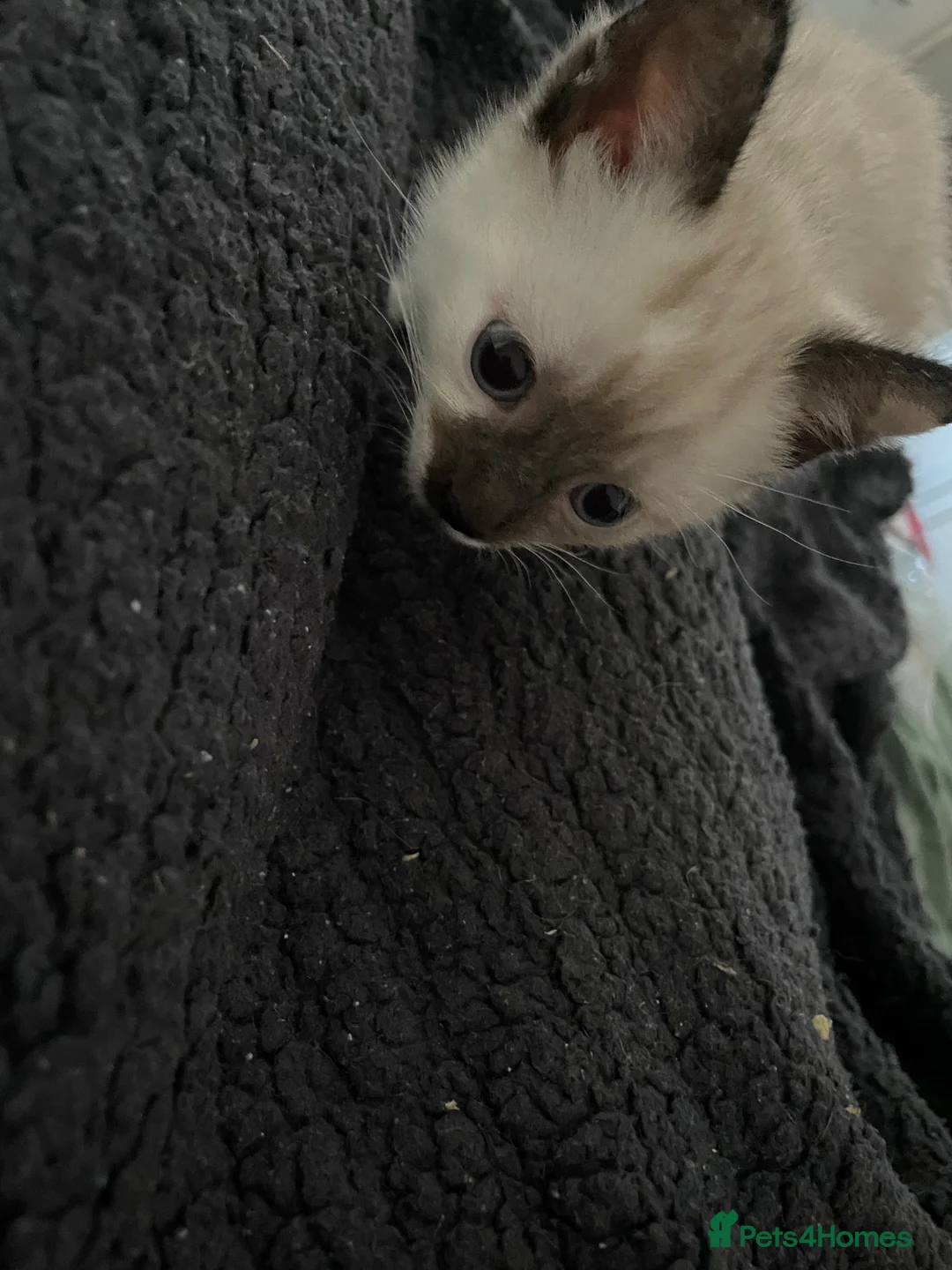 Mixed Breed cats for sale: Colourful kittens looking for home 🩷 - Advert 20