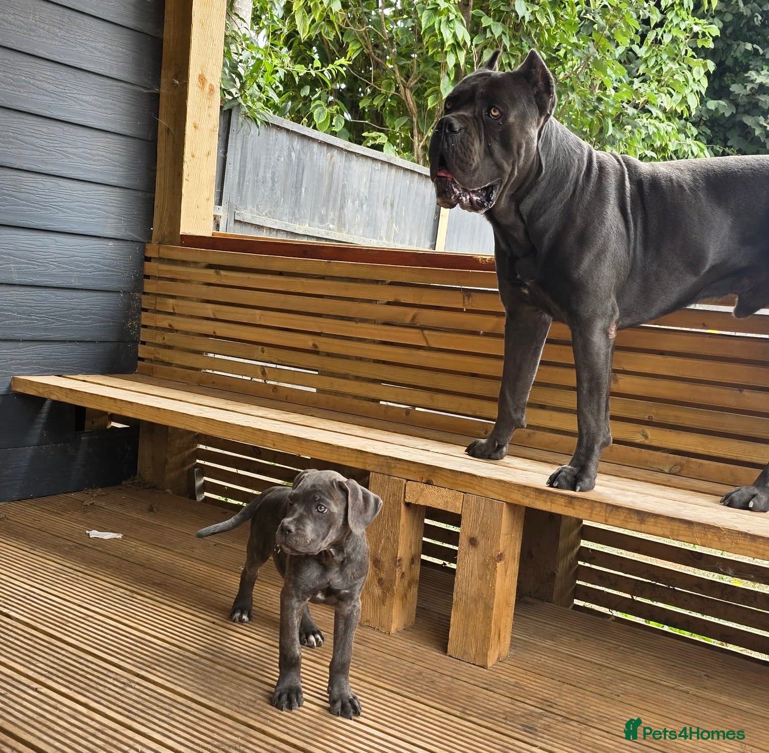 Cane Corso dogs Last 3 left looking for their forever 🏡!🥰 - Advert 1