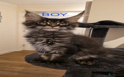 Maine Coon cats for sale: PURE BREED MAINE COONS KITTENS Delivery available - Image 1