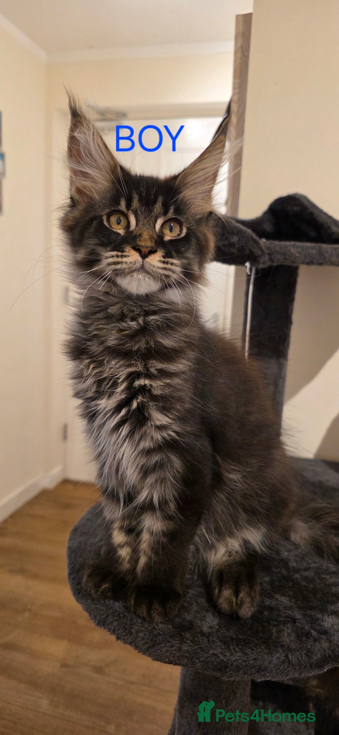 Maine Coon cats for sale: PURE BREED MAINE COONS KITTENS Delivery available - Image 1