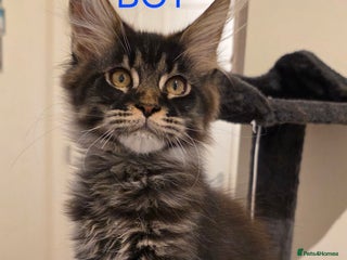 Maine Coon cats - Advert 2