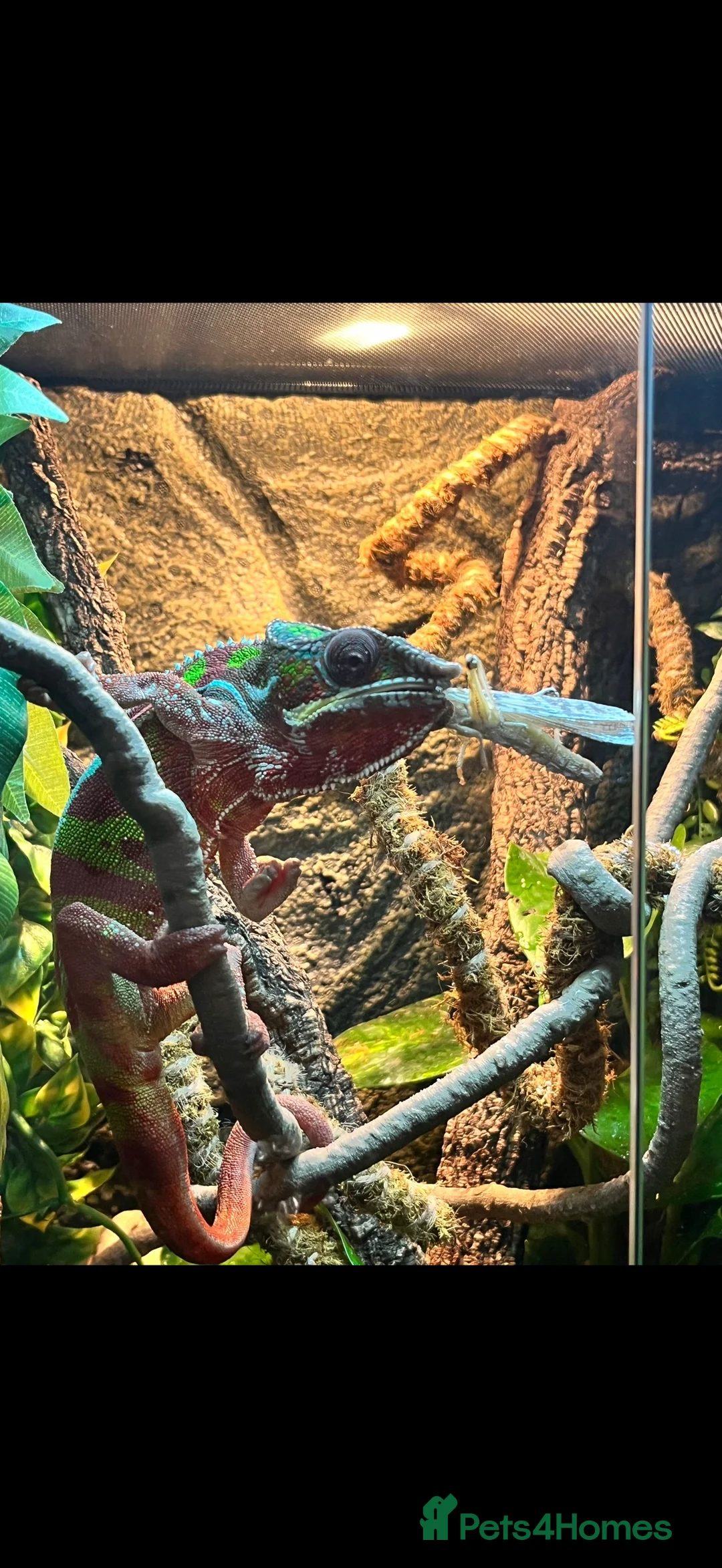 Chameleon reptiles for sale: Ambomile chameleon - Advert 5