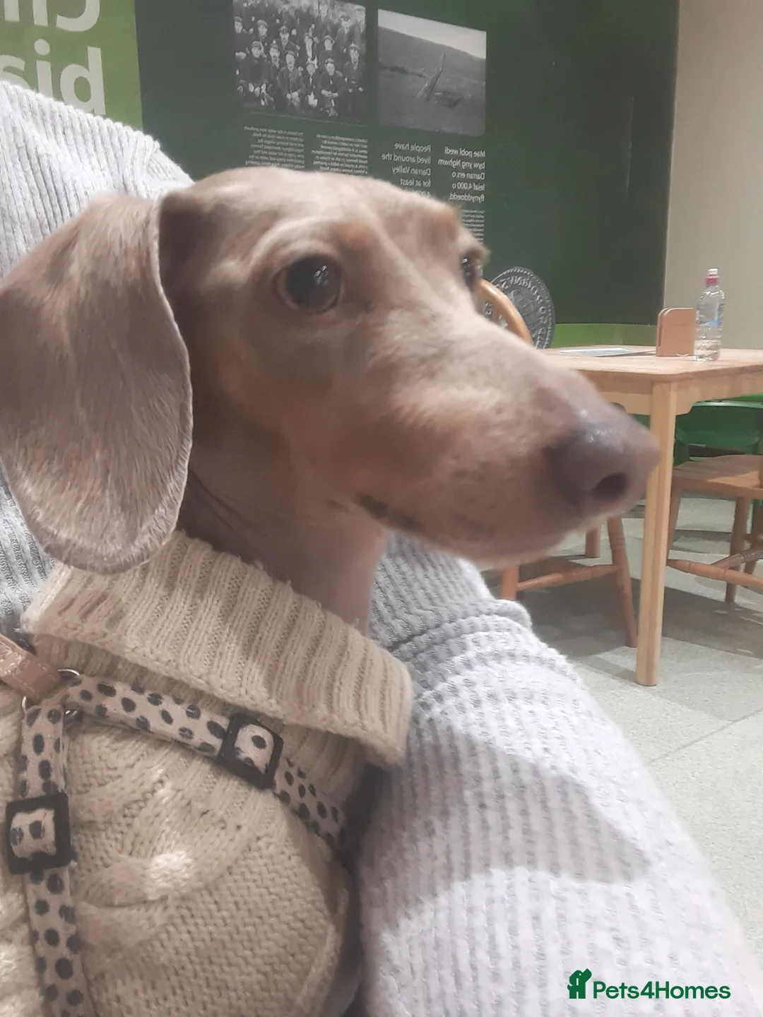 Dachshund dogs for sale: Dauchaund  in New Tredegar - Advert 1