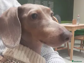 Dachshund dogs Dauchaund - Advert 4