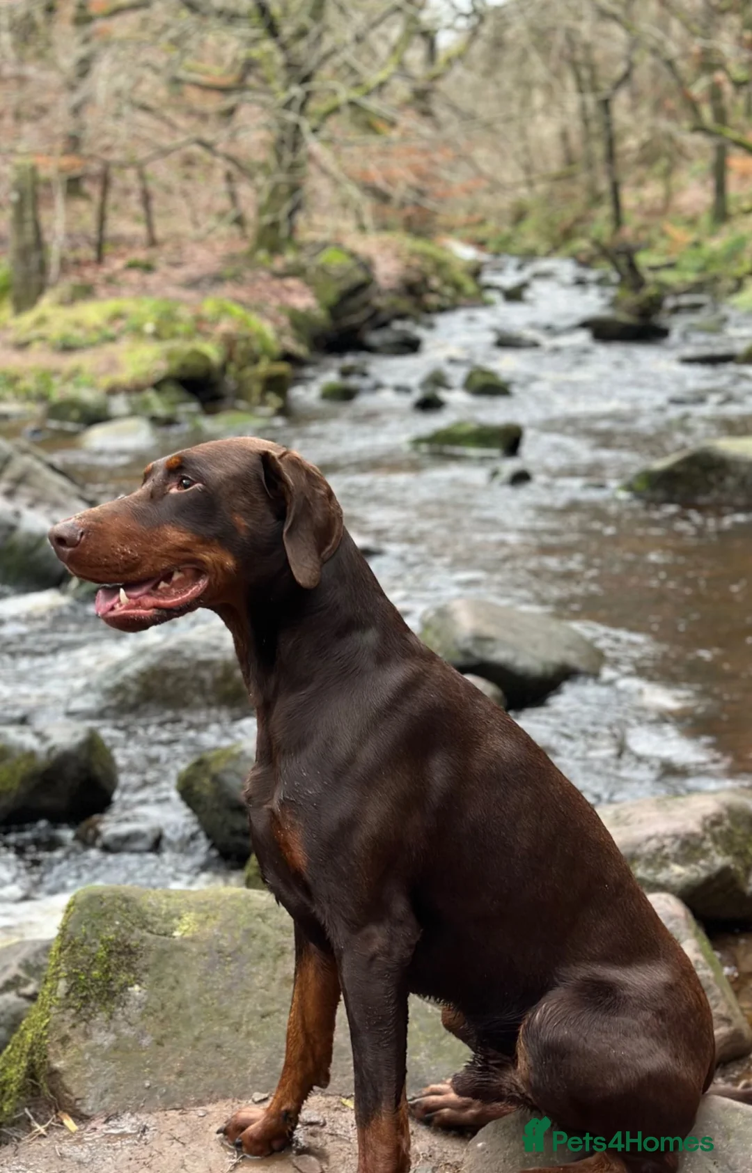 Dobermann dogs for stud: Lorcan (Lorcs) in Burton-on-Trent - Advert 1