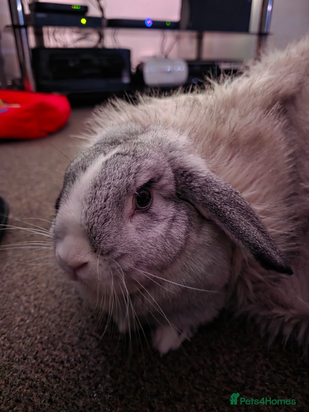 Mini Lop rabbits for sale: Miss Floppy - Advert 15