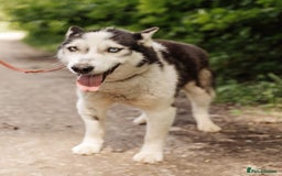 Siberian Husky dogs for adoption: 💙🐶 HASAN 🐶💙 - Image 4