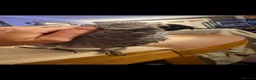 Parrots birds for sale: African Grey Parrot – 14 Weeks Old in Ashford - Advert 4