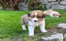 Border Collie dogs for sale: Beautiful border collie puppies for sale  - Image 9