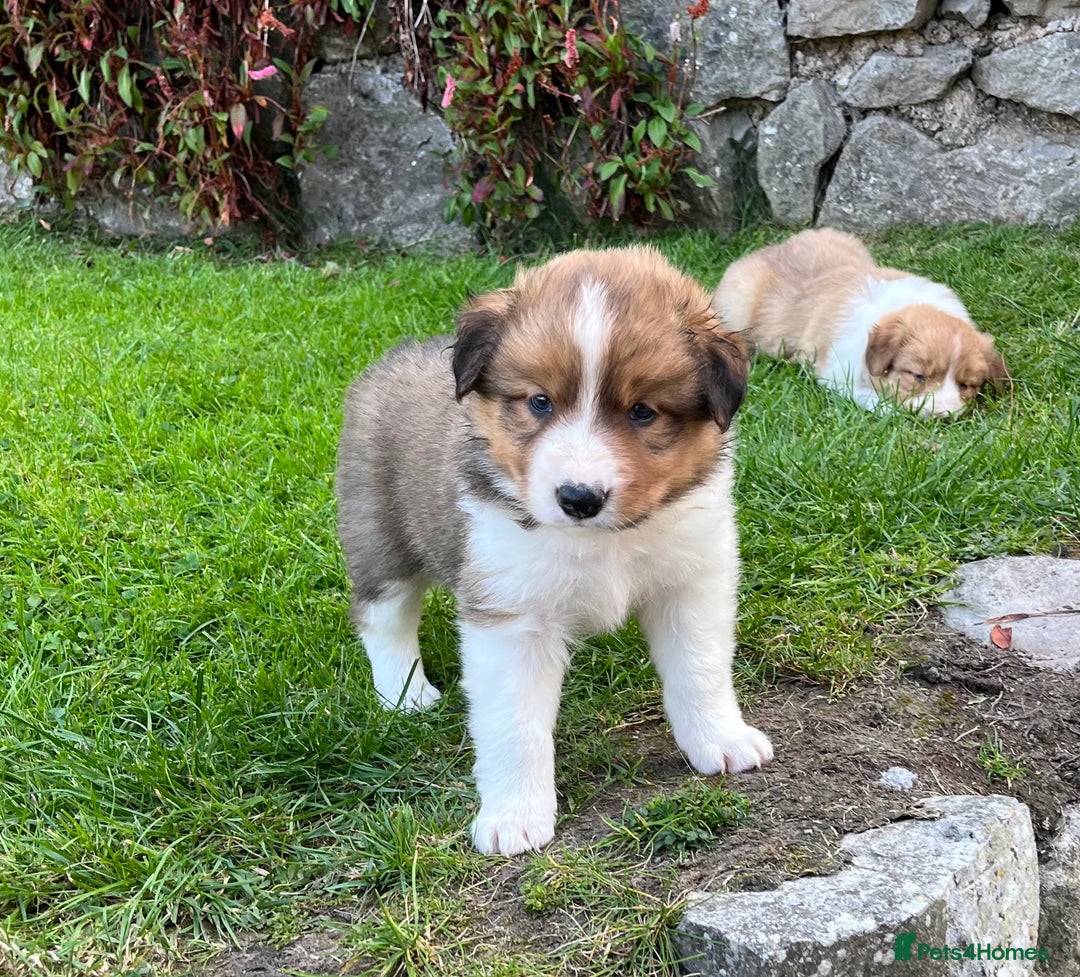 Border Collie dogs for sale: Beautiful border collie puppies for sale  - Image 9