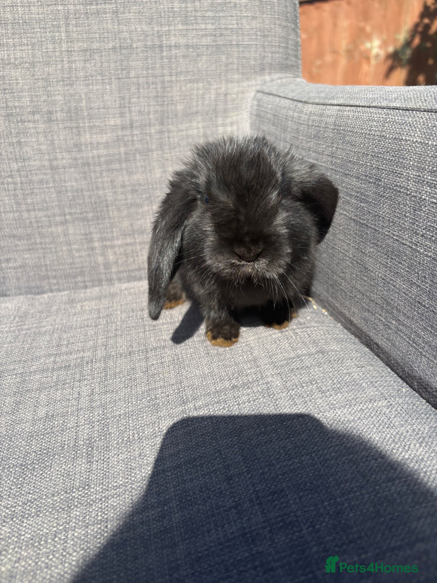Mini Lop rabbits Baby rabbit female  - Advert 12