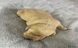 Labrador Retriever dogs for sale: Stunning chunky fox red pups - Advert 2