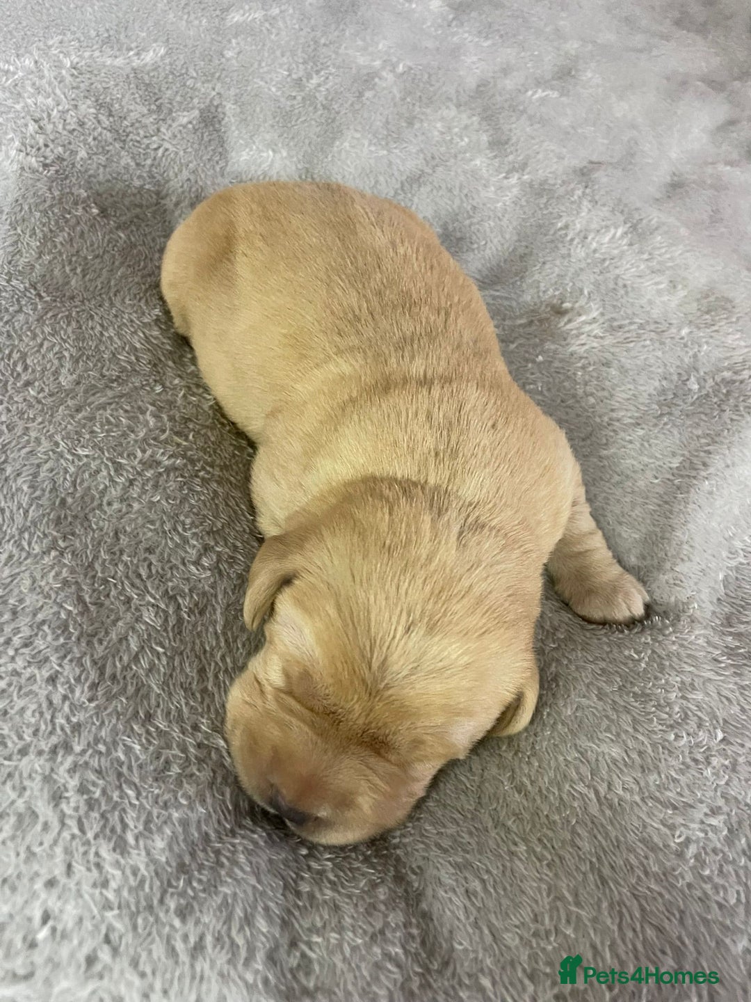 Labrador Retriever dogs for sale: Stunning chunky fox red pups - Advert 2