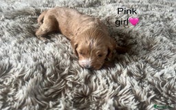 Cavapoo dogs for sale: ⭐️F1B COCKAPOO PUPS⭐️ - Image 16