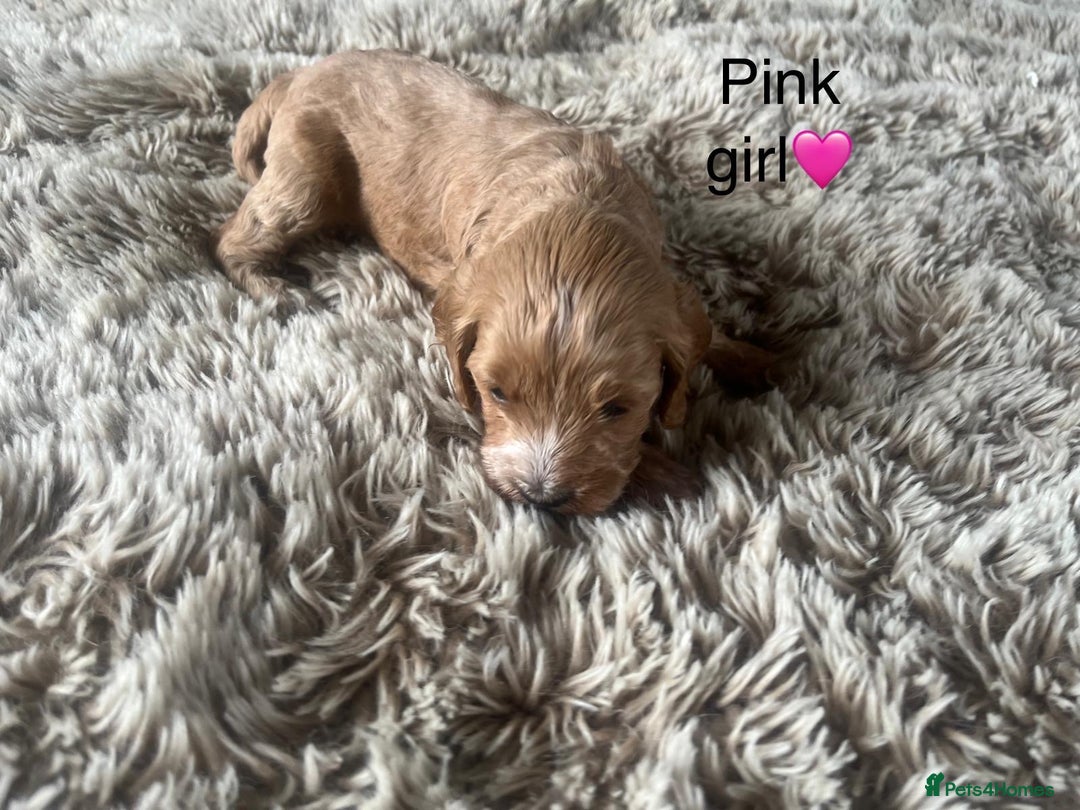 Cavapoo dogs for sale: ⭐️F1B COCKAPOO PUPS⭐️ - Image 16