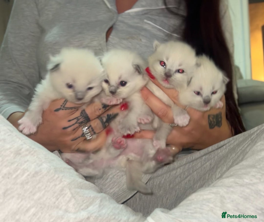 Ragdoll cats for sale: Purebred blue point ragdoll kittens  - Advert 5