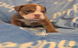 English Bulldog dogs for sale: new english bull dog - Image 19