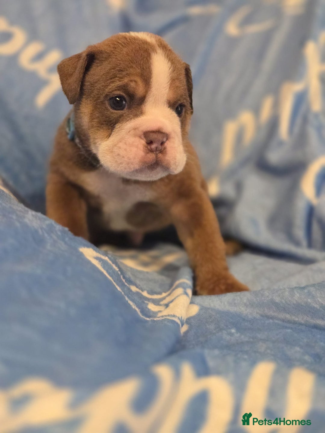 English Bulldog dogs for sale: new english bull dog - Image 19