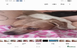 Mixed Breed dogs for sale: Minautre daschund/french bulldog  - Image 4