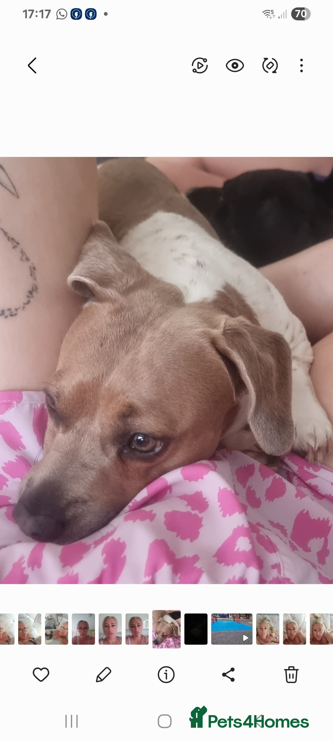 Mixed Breed dogs for sale: Minautre daschund/french bulldog  - Image 4