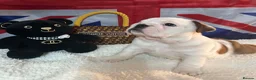 English Bulldog dogs for sale: English bulldog gorgeous pups kc registered  - Advert 2