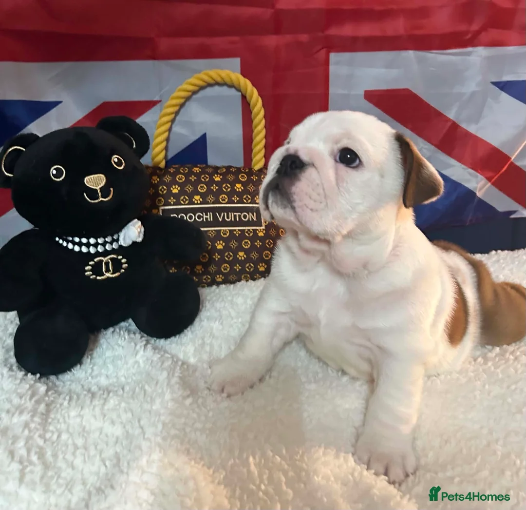 English Bulldog dogs for sale: English bulldog gorgeous pups kc registered  - Advert 2