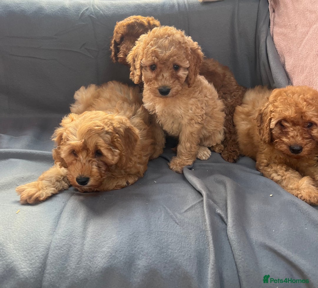 Cavapoo dogs for sale: Cavapoo puppy’s  - Image 8