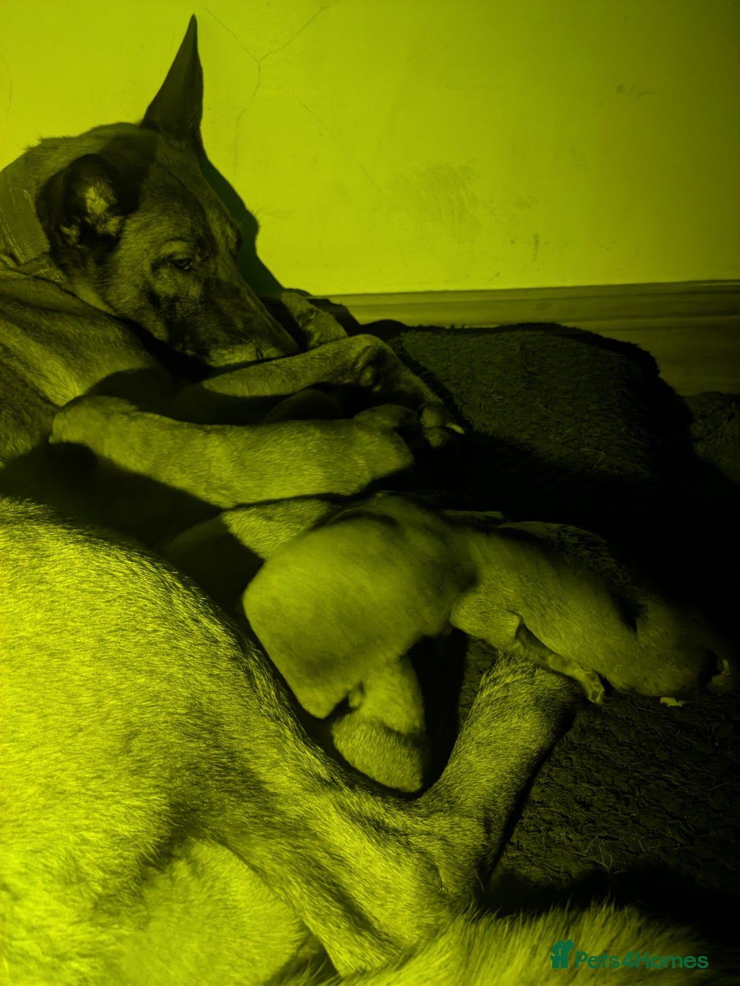 Belgian Shepherd Dog dogs for sale: Belgian Shepherd - Malinois  - Advert 2