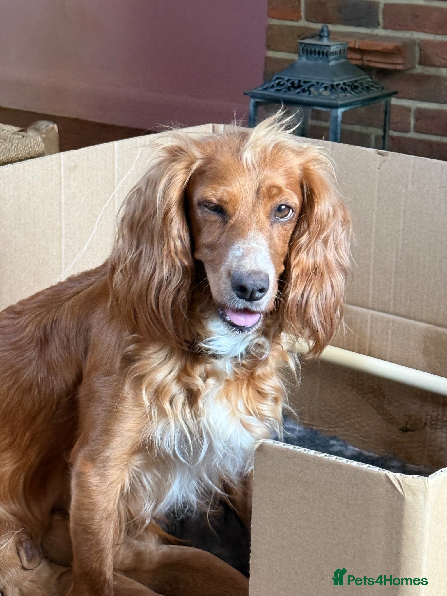 Cocker Spaniel dogs Ms Jacky Wallbridge  - Advert 1