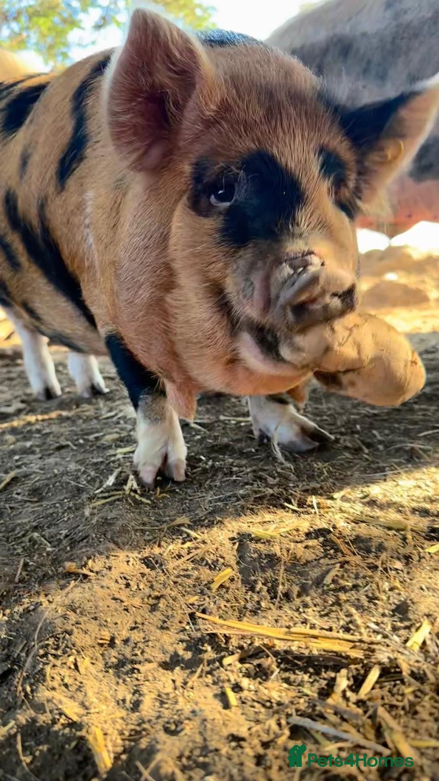 Pig livestock Gorgeous kunekune gilt for sale.  - Advert 2