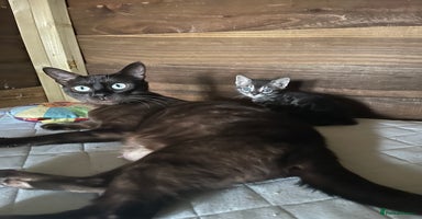Bengal cats - Advert 13