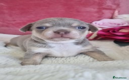 Chihuahua dogs for sale: Stunning litter of Kc reg Chihuahuas - Image 4